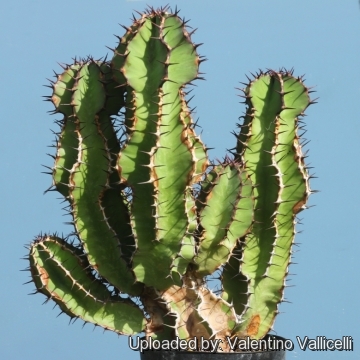 Euphorbia avasmontana