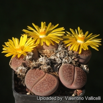 Lithops hookeri var. subfenestrata C019 (syn. brunneoviolacea) TL: 40 km SW of Griquatown, South Africa