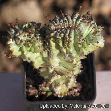 Euphorbia horrida f. monstruosa cristata