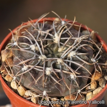 Gymnocalycium gibbosum var. brachypetalum