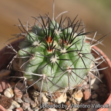 Copiapoa cinerascens