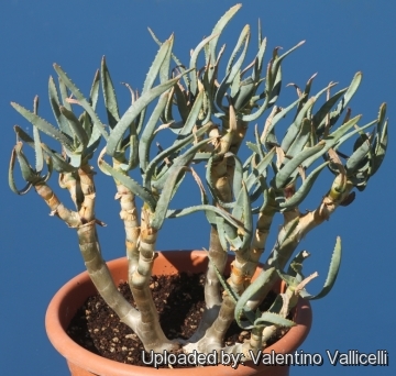 Aloe dichotoma subs. ramosissima