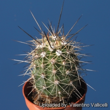 Echinocereus polyacanthus