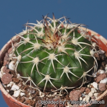 Discocactus latispinus