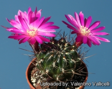 Sulcorebutia steinbachii var. horrida