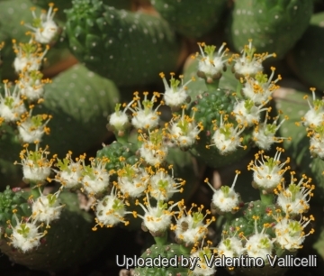 Euphorbia inermis