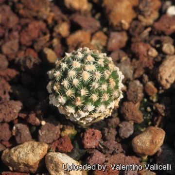 Pediocactus knowltonii