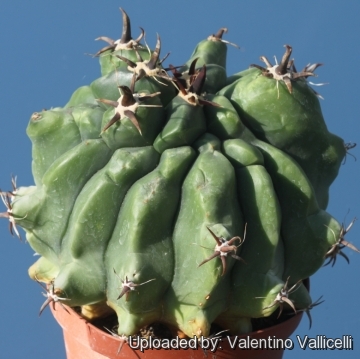 Ferocactus peninsulae f. brevispinus (Chinned type)