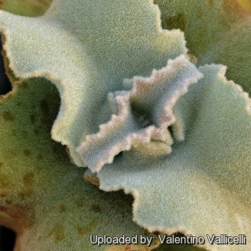 Kalanchoe beharensis