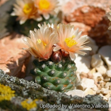 Pediocactus despainii