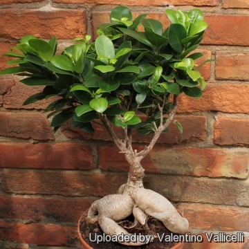 Ficus microcarpa cv. Ginseng