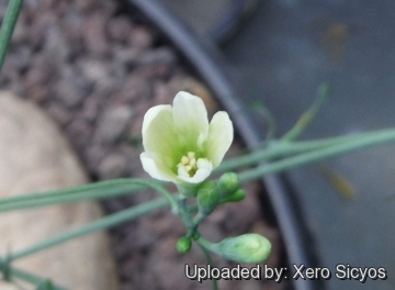 Adenia kirkii