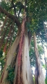 Ficus macrophylla at the botanical garden of Puerto de la Cruz, Tenerife, Canary.