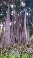 Ficus macrophylla at the botanical garden of Puerto de la Cruz, Tenerife, Canary.