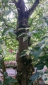 Ficus aspera f. variegata at Puerto de la Cruz, Tenerife, Canary.