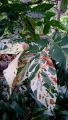 Ficus aspera f. variegata. Variegated leaves at Puerto de la Cruz, Tenerife, Canary.