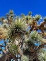 Yucca brevifolia in Hualapai reserve, Arizona, Usa.