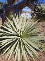 Yucca brevifolia in Hualapai reserve, Arizona, Usa.