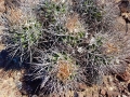 Echinocactus polycephalus ssp polycephalus, Juvenile specimen, Nayarit, Sonora, Mexico.