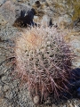 Ferocactus acanthodes var albispinus, Borrego Springs, California, USA.