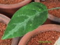 Beautiful juvenile leaf of Adenia ecirrosa