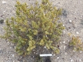 Tetraena fontanesii (Zygophyllum fontanesii), Montana Roja, Tenerife.