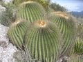 Echinocactus platyacanthus, Miquihuana, Tamaulipas