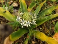 Scilla sicula, Sicilian Squill, Ghansal Ikhal. Wied il-Ghasel, Mosta. 22/3/17