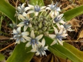 Scilla sicula, Sicilian Squill, Ghansal Ikhal. Wied il-Ghasel, Mosta. 22/3/17