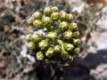 Sedum sediforme buds at Dingli cliffs, Malta.