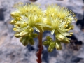 Sedum sediforme flowers at Dingli cliffs, Malta.