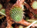 Sedum forsterianum. Ålesund, Norway. 13/07/2017