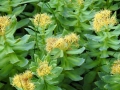 Rhodiola rosea, Golden root. Honningsvåg, Magerøya island, Norway. 11/July/2017