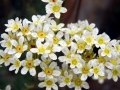 Saxifraga cochlearis, blooming habit at Tromso botanical garden, Norway.10/7/17