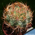 Grafted on trichocereus (this species is frequntly grafted to avoid root rot)