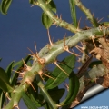 Paired spines of Pachypodium bispinosum.