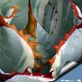 Agave potatorum cv. Kichijokan (leaf's teeth)