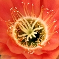Echinopsis pentlandii (The throat circle)