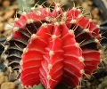 Gymnocalycium mihanovichii 