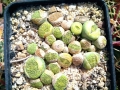 Lithops hookeri var. dabneri ‘Annarosa’. Seedlings.