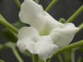 Uncarina stellulifera. A rare white flowering form.