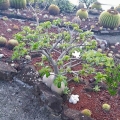 Growing habit at Réunion.