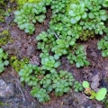 Monanthes brachycaulos 16 February 2018, near Tenerife, Canary Islands, Spain.