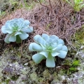 Greenovia aurea. Growing habit, 15 February 2018, Tenerife, Canary Islands, Spain.