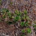 Aeonium smithii. Growing habit, Tenerife, Canary Islands, Spain, 14 February 2018.