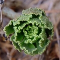 Aeonium smithii. Rosette, Tenerife, Canary Islands, Spain, 14 February 2018.