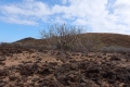 Growing habit near Tenerife, Canary Islands, Spain, 14 February 2018.