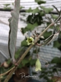 Adenia repanda and its bisexual flowers.