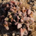 Crassula sericea in habitat.