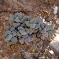 Crassula sericea in habitat.